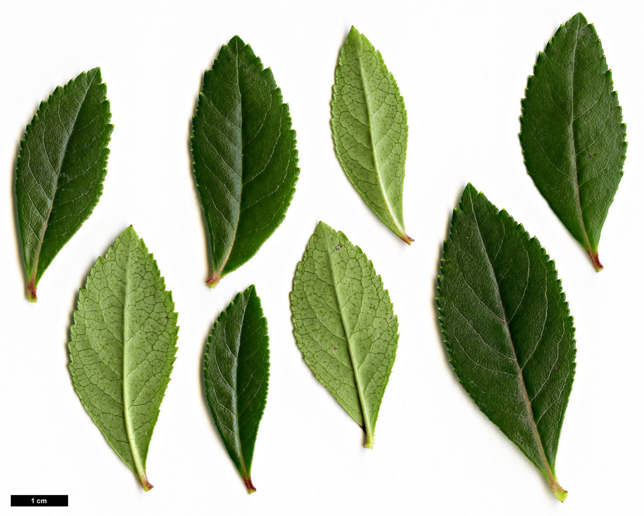 High resolution image: Family: Escalloniaceae - Genus: Escallonia - Taxon: rubra